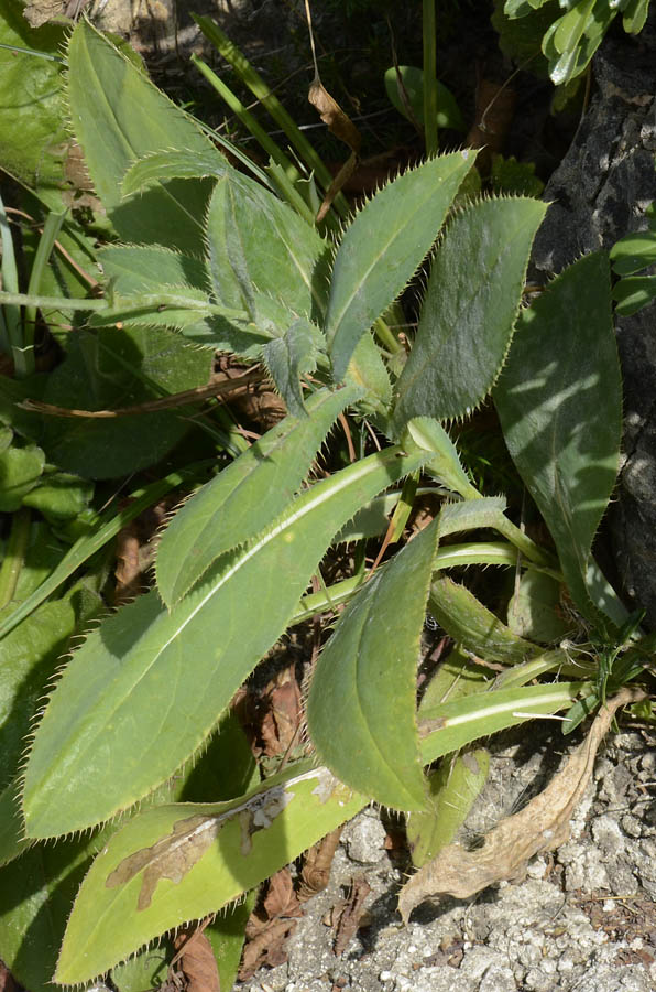 Carduus defloratus subsp. sumanus. (=crassifolius) / Cardo del Trentino